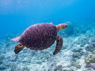 Obraz premium ゆったり泳ぐアオウミガメ, Green Turtle, Green Sea Turtle, Chelonia mydas, ウミガメ科, 美しいサンゴ礁と熱帯魚の群れ。 阿嘉ビーチ阿嘉島沖縄県 島尻郡慶良間諸島座間味島-2025 沖縄本島から40km西方の諸島。30以上の島嶼群全体が国立公園に指定。珊瑚礁の青い海と白い砂浜は世界屈指の美。貴重な動植物が多数生息。