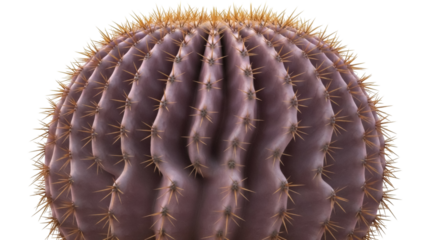 Isolated barrel cactus with golden spines, a desert plant found in dry regions of America