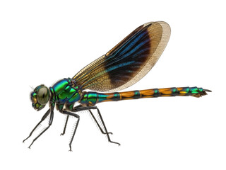 Isolated Beautiful Demoiselle damselfly resting; an insect of the family Calopterygidae in nature