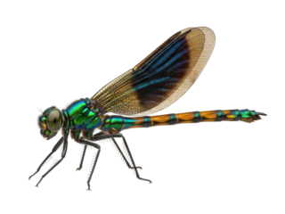 Isolated Beautiful Demoiselle damselfly resting; an insect of the family Calopterygidae in nature