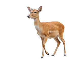 Isolated young sika deer standing quietly, alert fawn looking ahead, reddish-brown mammal