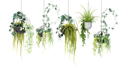 charming hanging plants photograph perfect for adding a touch of nature to interior spaces and creating a relaxing atmosphere against a transparent background. © Kenna