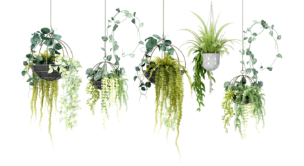 charming hanging plants photograph perfect for adding a touch of nature to interior spaces and creating a relaxing atmosphere against a transparent background.