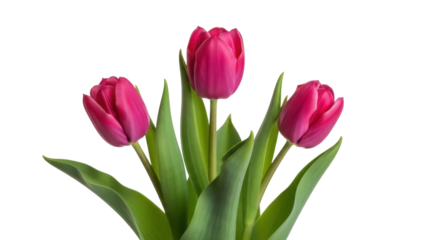 Isolated three tulip flowers blossoming beautiful blooms in springtime season blooming