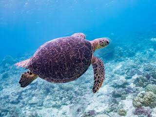Obraz premium ゆったり泳ぐアオウミガメ, Green Turtle, Green Sea Turtle, Chelonia mydas, ウミガメ科, 美しいサンゴ礁と熱帯魚の群れ。 阿嘉ビーチ阿嘉島沖縄県 島尻郡慶良間諸島座間味島-2025 沖縄本島から40km西方の諸島。30以上の島嶼群全体が国立公園に指定。珊瑚礁の青い海と白い砂浜は世界屈指の美。貴重な動植物が多数生息。