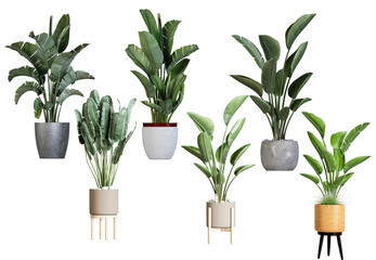 elegant array of potted plants, each carefully selected to enhance interior spaces with a touch of natural beauty and sophisticated style in this photograph.