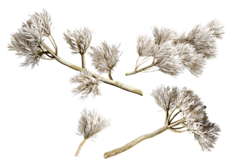 detailed illustration of dry silver foliage on bare branches against a black backdrop, ideal for creating winter-themed designs with a minimalist aesthetic.