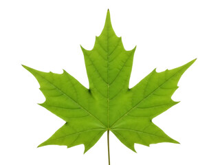 Isolated light-green maple leaf of sugar maple or Canadian maple on a plain backdrop