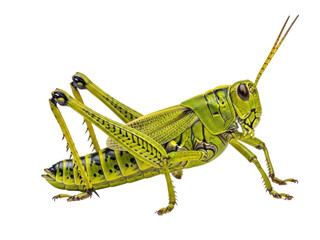 Isolated grasshopper on plain surface, a common herbivore of garden, field, and forest habitats