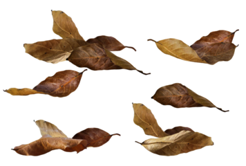 high-resolution photograph featuring six dry, fallen leaves in varying shades of brown, showcasing autumn's arrival and natural textures, perfect for fall themes