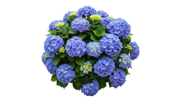 Isolated bigleaf hydrangea flower head blooming plant, hortensia flowering shrubs, summertime