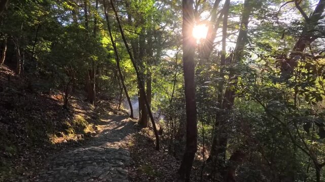 Video shows a quiet forest path on an Arashiyama hillside in Kyoto, with warm sunlight streaming through autumn leaves as the camera moves gently forward along the trail
