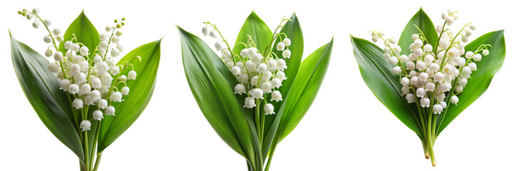 Fototapeta premium Set of White Lily of the Valley Flower isolated on a transparent background