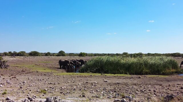 Static wildlife shot of elephants gathered at a grassy waterhole on the open calcrete plains of Etosha National Park, with scattered bushes and rocky soil in northern Namibia, Southern Africa