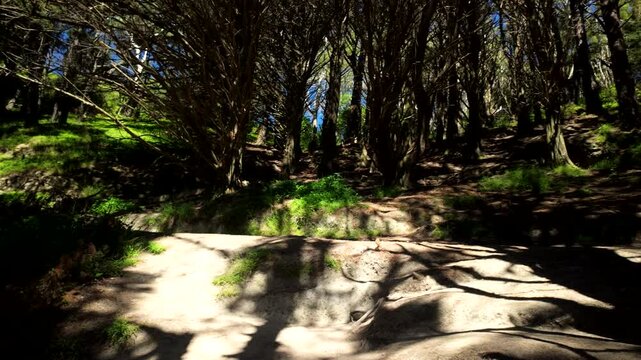 Forest trail where hobbits hide New Zealand Wellington 13.12.2025