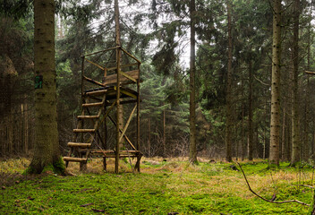Hochsitz im Nadelwald 
