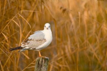 Black-headed gull perched on wooden post in calm posture with detailed plumage and soft golden blurred background