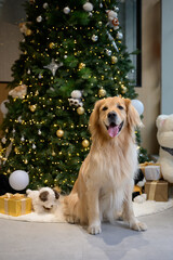 The golden retriever sits in front of the Christmas tree.