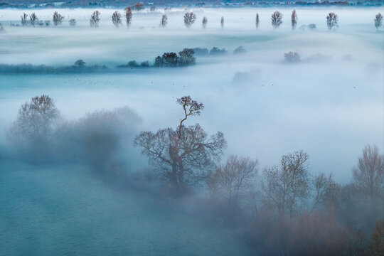 Aerial view of ethereal mist veiling the Thames Valley, with skeletal trees piercing the fog in a tranquil, winter landscape, Thames Valley, Oxfordshire, United Kingdom.