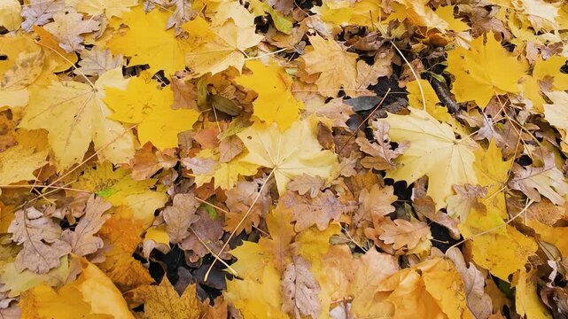 A close-up view of vibrant yellow and brown autumn leaves scattered on the forest floor. The ground is covered in fallen maple and oak leaves, capturing the essence of the fall season.