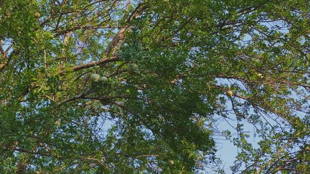 A mature wood apple tree canopy spreads wide, with round hard-shelled fruits hanging among dense green leaves against a clear blue sky.