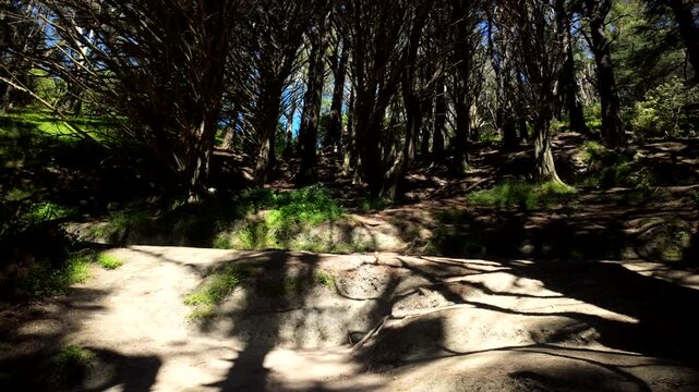 Mount Victoria forest filming location Lord of the Rings