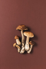 Mushrooms on dark brown background. Autumn harvest concept.