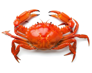 Red cooked crustacean seafood crab with sharp claws isolated on a white background as a fresh gourmet shellfish meal