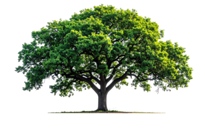 Solitary, large tree with dense green leaves against a dark background
