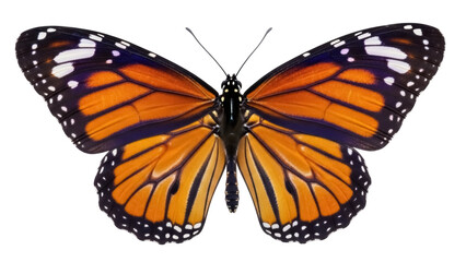 Isolated beautiful monarch butterfly with open wings and symmetrical pattern design motif © Maelle