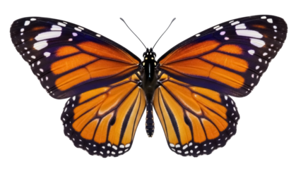 Isolated beautiful monarch butterfly with open wings and symmetrical pattern design motif