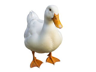 Isolated American Pekin duck looking forward with orange bill and webbed feet standing still