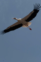 Obraz premium Storks of the Castle of Racconigi.