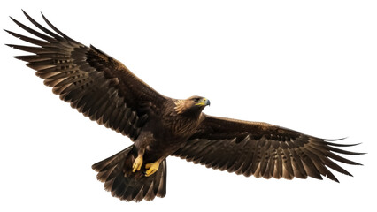 Obraz premium Isolated Eagle soaring in flight with outstretched wings in majestic avian posture