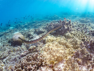 Fototapeta premium エラブウミヘビ, Chinese sea snake, Laticauda semifasciata, コブラ科, 阿嘉島阿嘉ビーチ（真謝浜） 沖縄県島尻郡慶良間諸島-2025 沖縄本島から40km西方にある諸島。 大小30以上の島々からなる島嶼群は全体が国立公園に指定されている。 珊瑚礁の海、白い砂浜、緑の山地は世界屈指の美しさ。 多くの貴重な動植物が生息している。 