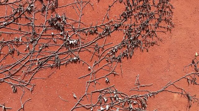 video of dried vine branches and withered leaves on an orange textured wall forming an organic pattern with earthy tones.
