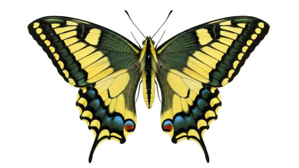 Isolated swallowtail butterfly with intricate wing patterns on a clean backdrop, closeup © Maelle