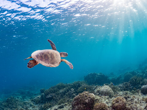 ゆったり泳ぐアオウミガメ, Green Turtle, Green Sea Turtle, Chelonia mydas, ウミガメ科,
美しいサンゴ礁と熱帯魚の群れ。
阿嘉ビーチ阿嘉島沖縄県
島尻郡慶良間諸島座間味島-2025
沖縄本島から40km西方の諸島。30以上の島嶼群全体が国立公園に指定。珊瑚礁の青い海と白い砂浜は世界屈指の美。貴重な動植物が多数生息。
