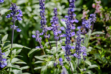 a vivid bee feeding nectar from small purple delphinium flower in wild garden field
