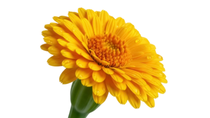 Isolated Calendula flower with vibrant yellow petals and a green stem on light surface