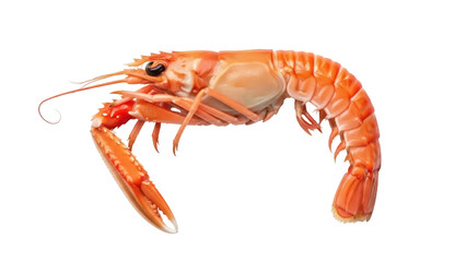 Isolated orange lobster with long claws, a fresh seafood ingredient for culinary design