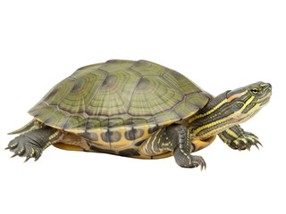 Obraz premium Isolated Red-Eared Slider, semi-aquatic turtle with green shell and yellow striped neck, pet