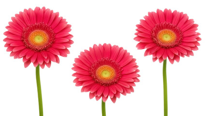 Isolated Gerbera flowers, bunch of floral elements, decorative vibrant plants arrangement