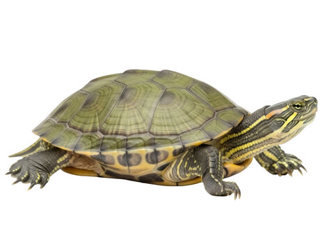 Isolated Red-Eared Slider, semi-aquatic turtle with green shell and yellow striped neck, pet
