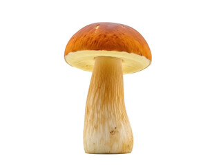 Isolated Bolete mushroom delicious edible fungi ingredient for gourmet culinary recipes