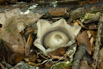 Geastrum fungus growing on forest floor in Germany 2