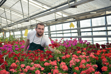 Fototapeta premium happy worker growing flowers in a greenhouse of a flower shop