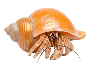 Isolated hermit crab using a beautiful orange shell as a home, crawling towards something