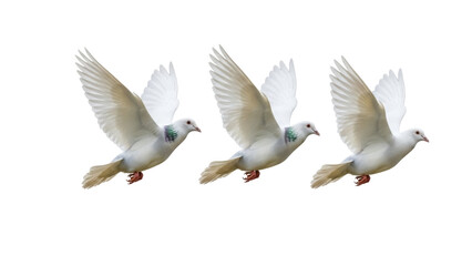 Obraz premium Isolated Three flying doves, symbolic birds, white plumage, graceful flight, free spirits