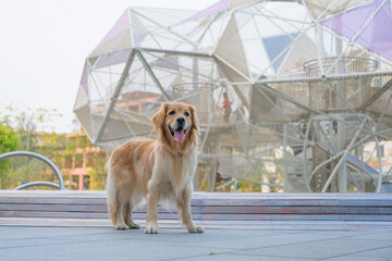 At the playground, the golden retriever stood.